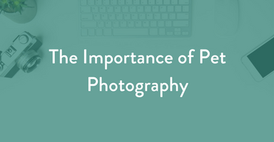 pet photography, dog photography, kim hartz