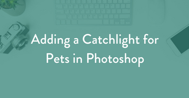 adding a catchlight, photoshop, dog photography, pet photography education