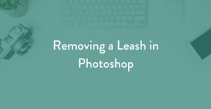 pet photography tutorial, photoshop tutorial, leash removal, pet photography, dog photography, learn pet photography