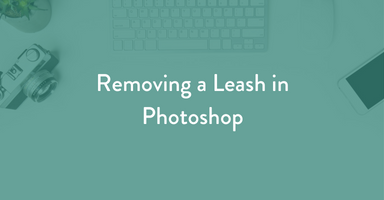 pet photography tutorial, photoshop tutorial, leash removal, pet photography, dog photography, learn pet photography