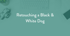 retouching, post processing, pet photography tips, learn pet photography
