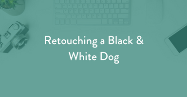 retouching, post processing, pet photography tips, learn pet photography