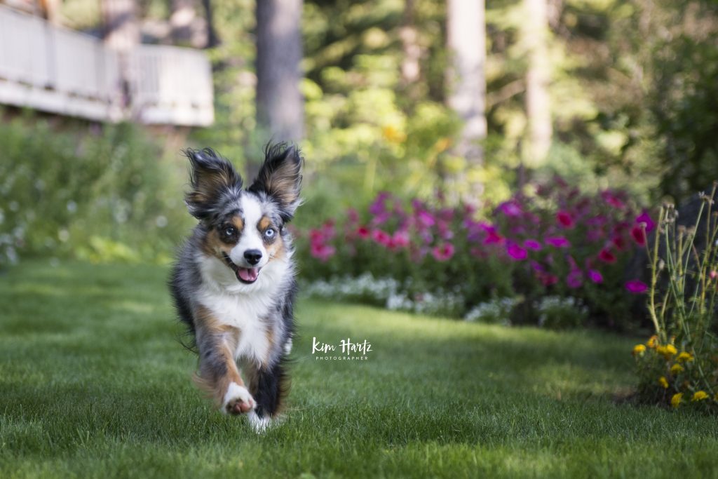 learn pet photography, photographing action, action photographing, pet action photography, pet photography tips