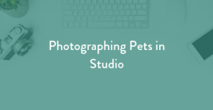 learn pet photography, pet photography edu
