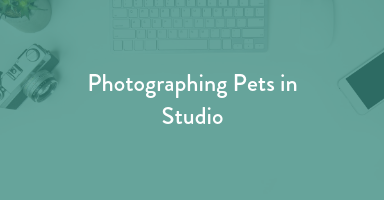 learn pet photography, pet photography edu
